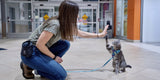 Adventure Kitty Harness  Black