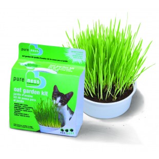 Cat Grass (Van Ness)